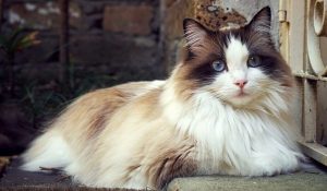 imagenes de gatos con ojos azules