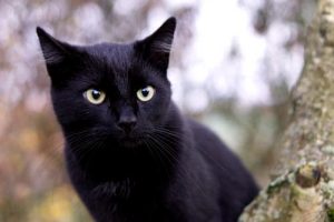 imagenes de gatos negros