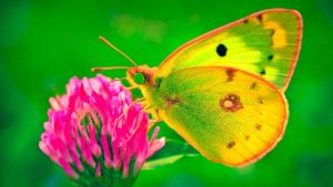 Imágenes Bonitas de Mariposas coloreada