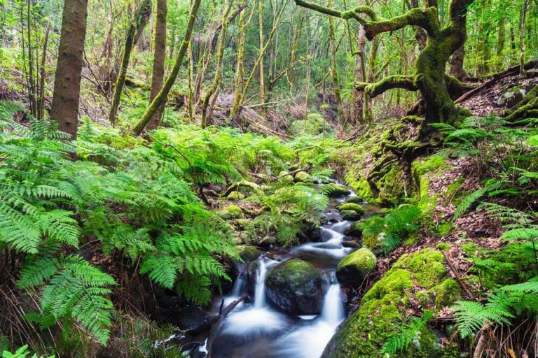 Las mejores Imágenes de bosques Bonitos para Descargar