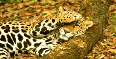 Imágenes de Jaguares