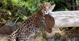 Imágenes de Jaguares bonitas
