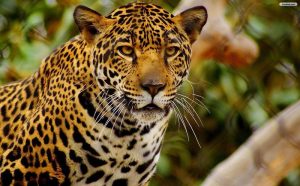 Imágenes de Jaguares chidas