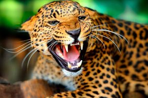 Imágenes de Jaguares de perfil