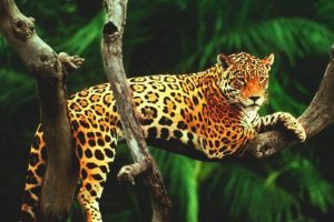 Imágenes de Jaguares para compartir