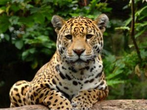 Imágenes de Jaguares para descargar