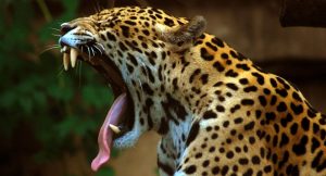 Imágenes de Jaguares salvajes