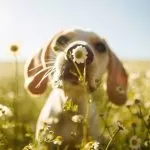 Imágenes de Animales
