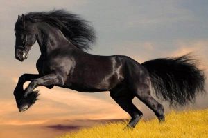 fotos de caballos bonitas