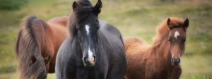 imagenes de caballos lindas