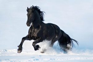 imagenes de caballos negros
