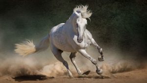 imagenes de caballos para descargar